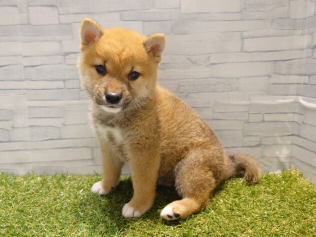 新潟県の柴犬(標準サイズ) (アミーゴ新発田店/2026年2月23日生まれ/男の子/赤)の子犬の2枚目の画像