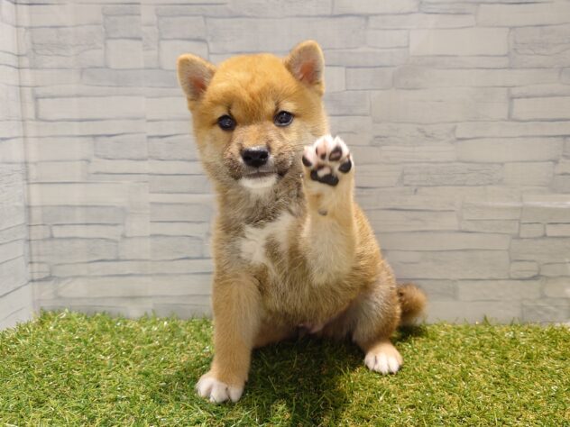 新潟県の柴犬(標準サイズ) (アミーゴ新発田店/2026年2月23日生まれ/男の子/赤)の子犬の3枚目の画像
