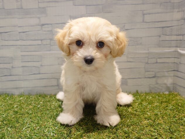 新潟県のハーフ犬・ミックス犬 (アミーゴ新発田店/2026年3月8日生まれ/男の子/アプリコットホワイト)の子犬