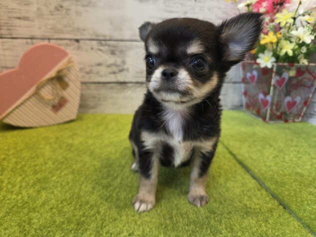 広島県のチワワ(ロング) (アミーゴ五日市店/2026年3月16日生まれ/女の子/ブラックタン)の子犬の2枚目の画像