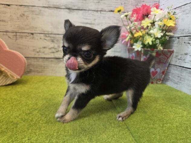 広島県のチワワ(ロング) (アミーゴ五日市店/2026年3月16日生まれ/女の子/ブラックタン)の子犬の3枚目の画像