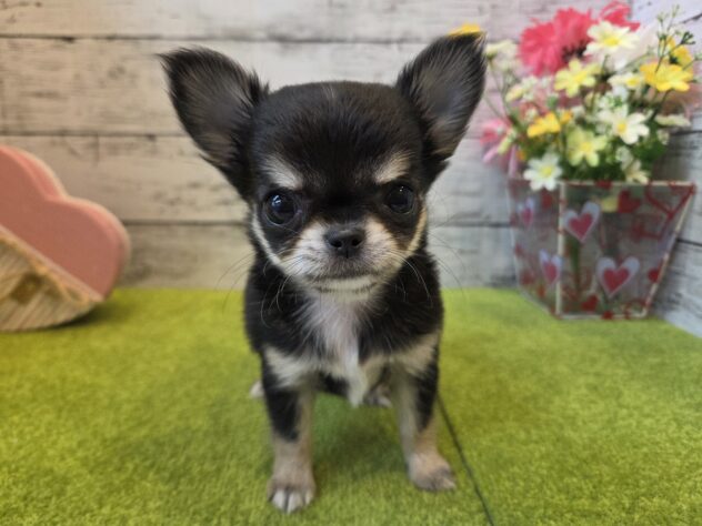 広島県のチワワ(ロング) (アミーゴ五日市店/2026年3月16日生まれ/女の子/ブラックタン)の子犬