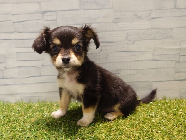 新潟県のハーフ犬・ミックス犬 (アミーゴ新発田店/2026年3月16日生まれ/女の子/ブラックタン)の子犬の2枚目の画像