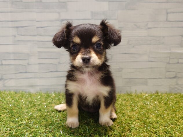 新潟県のハーフ犬・ミックス犬 (アミーゴ新発田店/2026年3月16日生まれ/女の子/ブラックタン)の子犬の1枚目の画像
