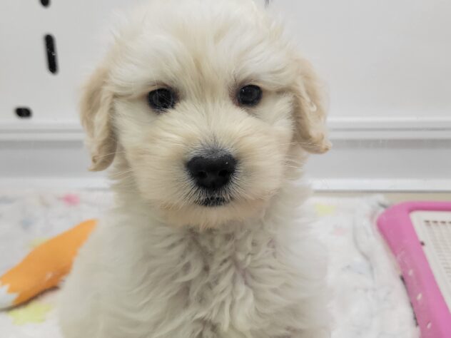 福島県のハーフ犬・ミックス犬 (アミーゴ須賀川店/2026年3月24日生まれ/女の子/クリーム)の子犬