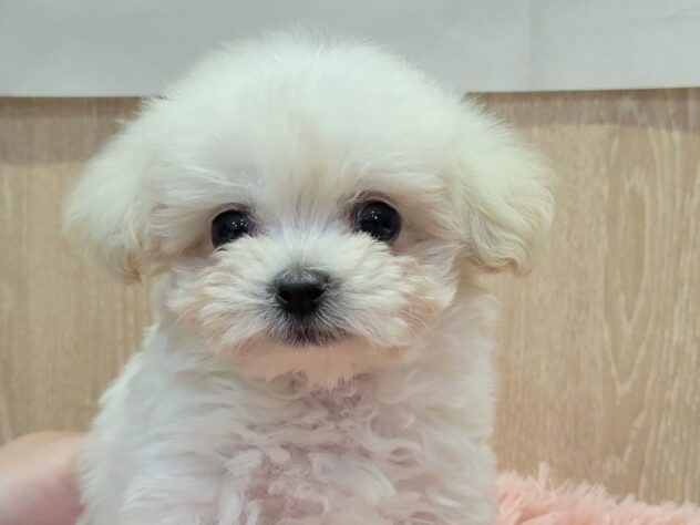 福島県のハーフ犬・ミックス犬 (アミーゴ須賀川店/2026年3月24日生まれ/男の子/クリーム)の子犬
