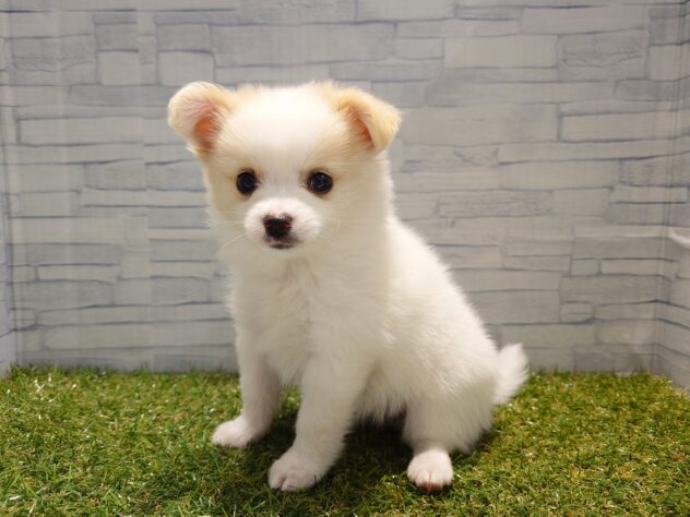 新潟県のハーフ犬・ミックス犬 (アミーゴ新発田店/2026年3月18日生まれ/女の子/ホワイトクリーム)の子犬の2枚目の画像