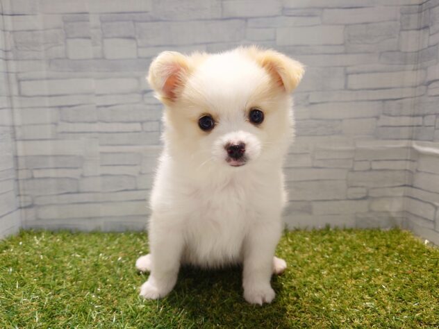 新潟県のハーフ犬・ミックス犬 (アミーゴ新発田店/2026年3月18日生まれ/女の子/ホワイトクリーム)の子犬の1枚目の画像