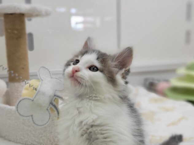福島県のノルウェージャンフォレストキャット (アミーゴ須賀川店/2026年3月20日生まれ/男の子/ブルーホワイト)の子猫