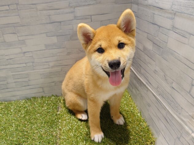 新潟県の柴犬(標準サイズ) (アミーゴ新発田店/2026年2月23日生まれ/男の子/赤)の子犬の1枚目の画像