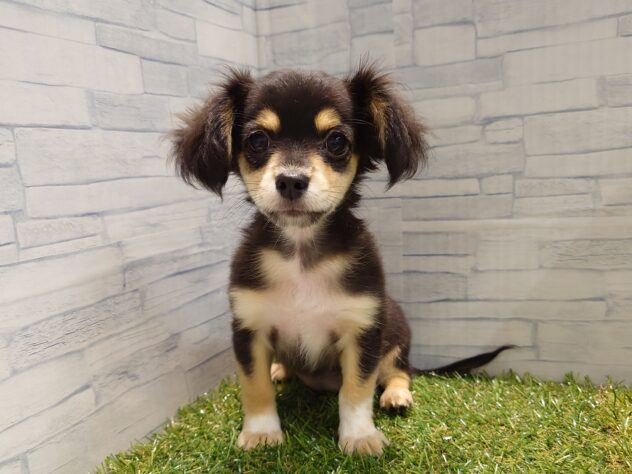 新潟県のハーフ犬・ミックス犬 (アミーゴ新発田店/2026年3月16日生まれ/女の子/ブラックタン)の子犬の1枚目の画像