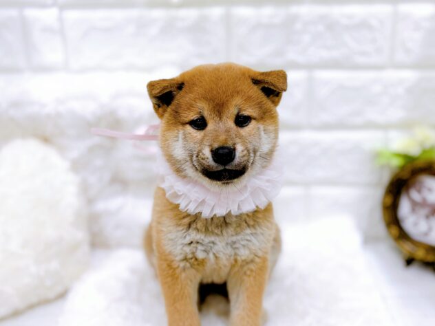 204208柴犬 | ペットワールド アミーゴ