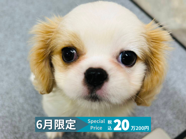 岡山県のハーフ犬・ミックス犬 (アミーゴ水島店/2026年2月19日生まれ/女の子/ホワイトクリーム)の子犬の1枚目の画像