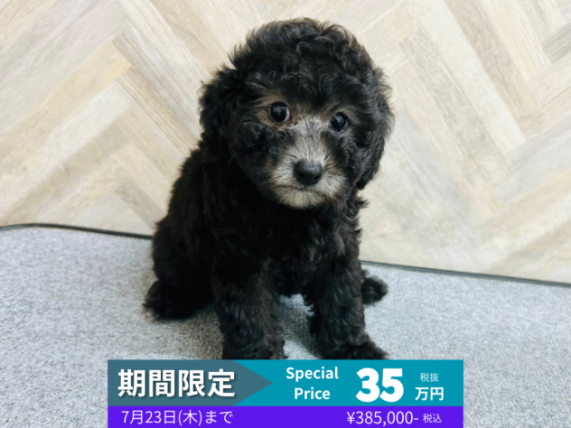 岡山県のトイプードル(トイ) (アミーゴ水島店/2026年3月21日生まれ/女の子/シルバー)の子犬の1枚目の画像