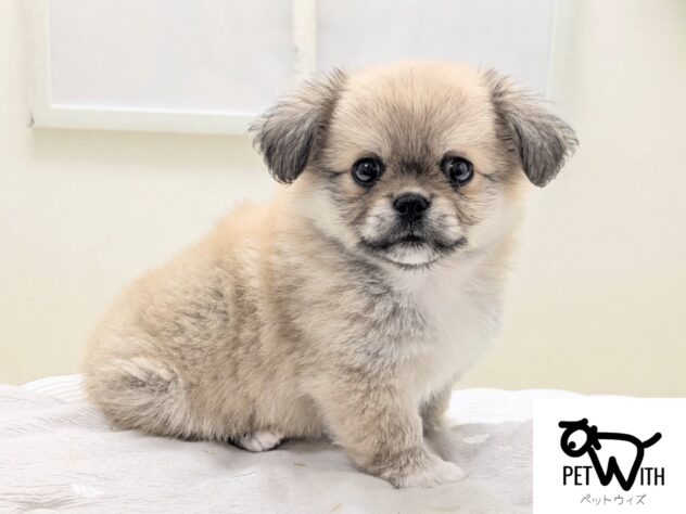 福島県のハーフ犬・ミックス犬 (アミーゴ会津若松店/2026年3月14日生まれ/男の子/フォーンホワイト)の子犬の1枚目の画像