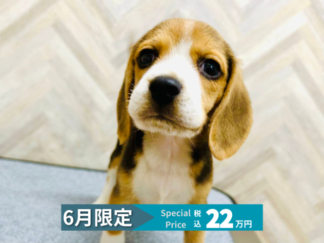 岡山県のビーグル (アミーゴ水島店/2026年3月24日生まれ/男の子/ブラックホワイトタン)の子犬の1枚目の画像