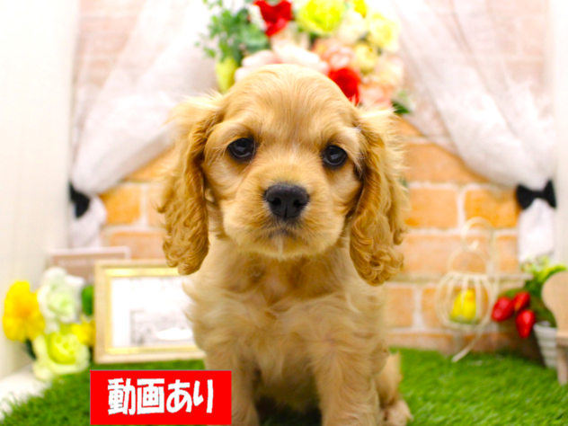 兵庫県のアメリカンコッカースパニエル (ペット・プラザ アミーゴ三田店/2026年3月23日生まれ/女の子/バフ)の子犬の1枚目の画像