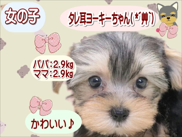 大阪府のヨークシャーテリア (アミーゴ鳳店/2026年3月31日生まれ/女の子/スチールブルータン)の子犬の1枚目の画像