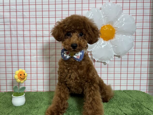 山形県のトイプードル(トイ) (アミーゴ酒田店/2025年12月31日生まれ/男の子/レッドフォーン)の子犬の3枚目の画像