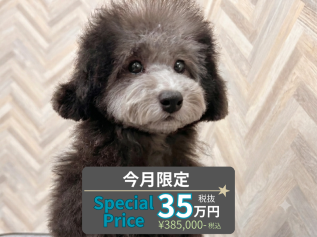 岡山県のトイプードル(トイ) (アミーゴ水島店/2026年3月21日生まれ/女の子/シルバー)の子犬の1枚目の画像