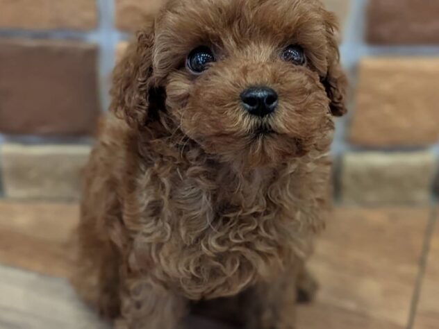 福島県のトイプードル(トイ) (アミーゴ福島南店/2026年3月2日生まれ/男の子/レッド)の子犬