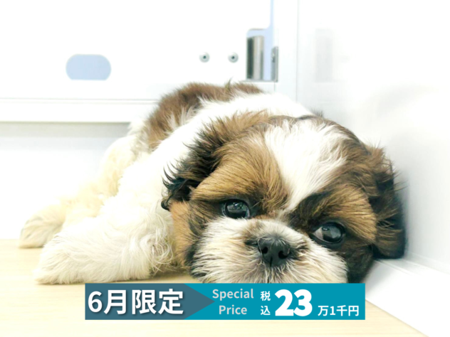 岡山県のシーズー (アミーゴ水島店/2026年3月23日生まれ/女の子/ホワイトゴールド)の子犬の1枚目の画像