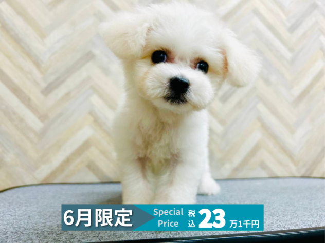 岡山県のビションフリーゼ (アミーゴ水島店/2026年3月21日生まれ/男の子/ホワイト)の子犬の1枚目の画像