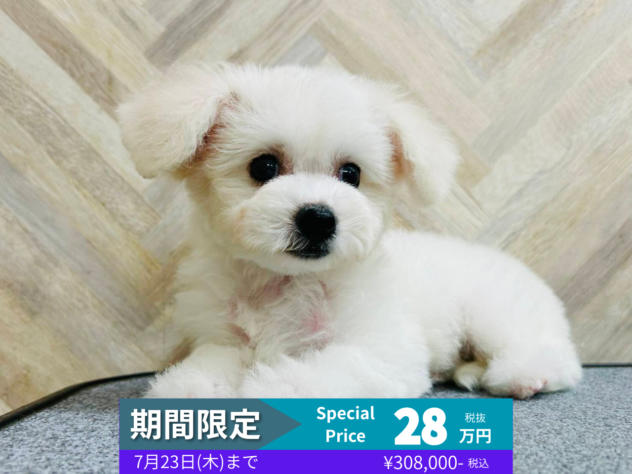 岡山県のビションフリーゼ (アミーゴ水島店/2026年3月22日生まれ/女の子/ホワイト)の子犬の1枚目の画像