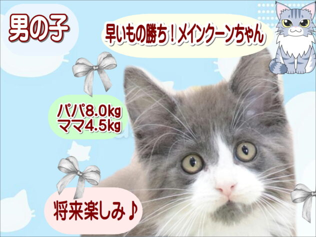 大阪府のメインクーン (アミーゴ鳳店/2026年3月9日生まれ/男の子/ブルータビーホワイト)の子猫の1枚目の画像