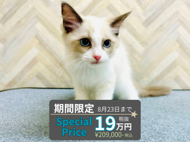 岡山県のラグドール (アミーゴ水島店/2026年3月22日生まれ/女の子/ブルーポイントバイカラー)の子猫の1枚目の画像
