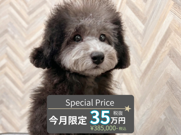 岡山県のトイプードル(トイ) (アミーゴ水島店/2026年3月21日生まれ/女の子/シルバー)の子犬の1枚目の画像