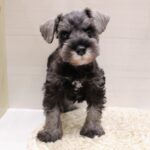 兵庫県のミニチュアシュナウザー (ペット・プラザ アミーゴつかしん店/2026年2月18日生まれ/男の子/ソルトペッパー)の子犬の1枚目の画像