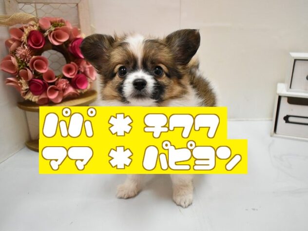 大阪府のパピチー/チワパピ(パピヨン×チワワ) (ペット・プラザ アミーゴ豊中服部店/2026年3月21日生まれ/男の子/ホワイトブラウン)の子犬の1枚目の画像