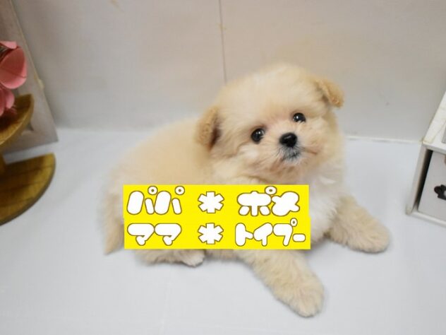 大阪府のハーフ犬・ミックス犬 (ペット・プラザ アミーゴ豊中服部店/2026年3月30日生まれ/男の子/クリーム)の子犬の1枚目の画像