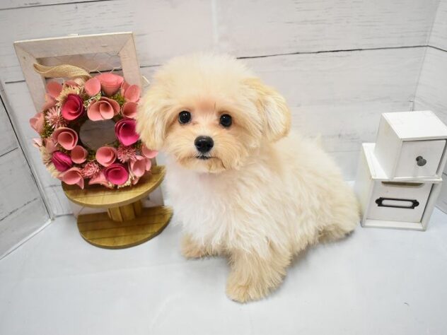 大阪府のハーフ犬・ミックス犬 (ペット・プラザ アミーゴ豊中服部店/2026年3月30日生まれ/男の子/クリーム)の子犬の2枚目の画像