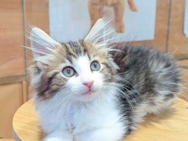 福島県のノルウェージャンフォレストキャット (アミーゴ福島南店/2026年3月13日生まれ/男の子/ブラウンタビーホワイト)の子猫の2枚目の画像