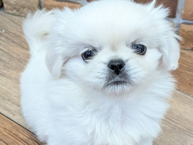福島県のペキニーズ (アミーゴ福島南店/2026年3月24日生まれ/女の子/ホワイト)の子犬