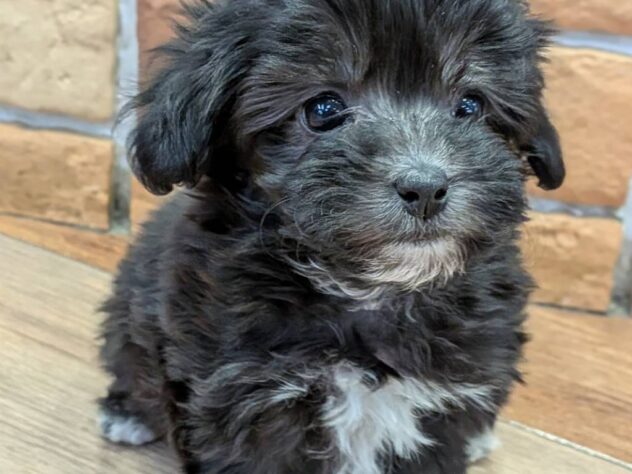 福島県のハーフ犬・ミックス犬 (アミーゴ福島南店/2026年3月24日生まれ/女の子/ブラックホワイト)の子犬