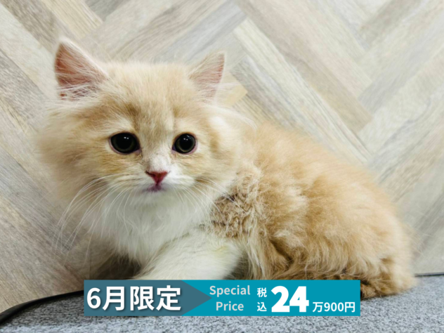 岡山県のスコティッシュフォールド (アミーゴ水島店/2026年3月17日生まれ/女の子/クリームホワイト)の子猫の1枚目の画像