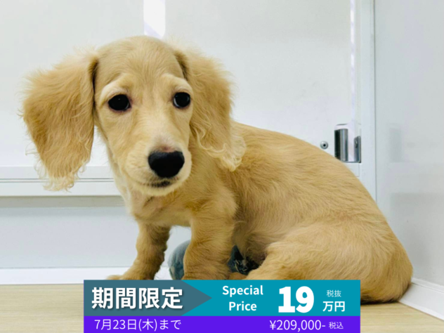 岡山県のミニチュアダックスフンド(ロング) (アミーゴ水島店/2026年3月2日生まれ/男の子/イエロー)の子犬の1枚目の画像