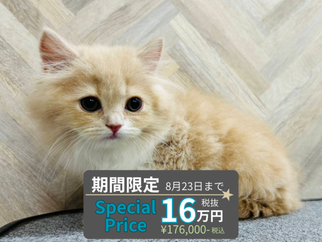 岡山県のスコティッシュフォールド (アミーゴ水島店/2026年3月17日生まれ/女の子/クリームホワイト)の子猫の1枚目の画像