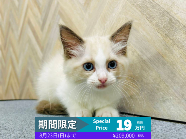 岡山県のラグドール (アミーゴ水島店/2026年3月22日生まれ/女の子/ブルーポイントバイカラー)の子猫の1枚目の画像