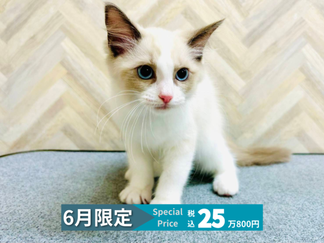 岡山県のラグドール (アミーゴ水島店/2026年3月22日生まれ/女の子/ブルーポイントバイカラー)の子猫の1枚目の画像