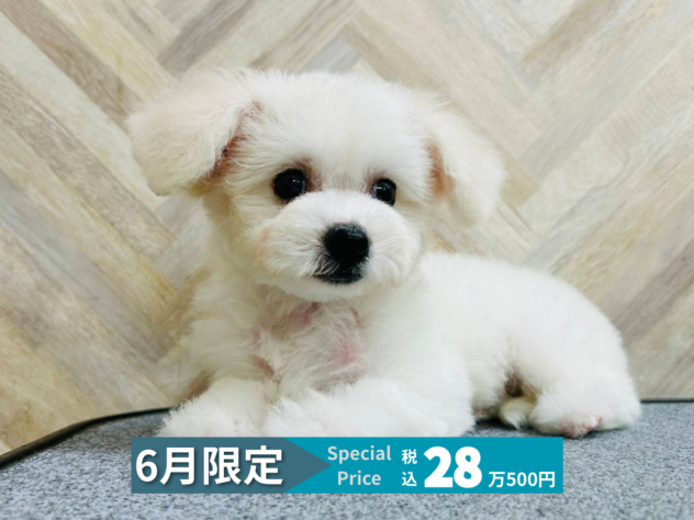 岡山県のビションフリーゼ (アミーゴ水島店/2026年3月22日生まれ/女の子/ホワイト)の子犬の1枚目の画像