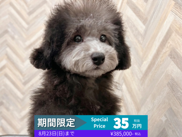 岡山県のトイプードル(トイ) (アミーゴ水島店/2026年3月21日生まれ/女の子/シルバー)の子犬