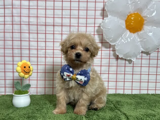 山形県のハーフ犬・ミックス犬 (アミーゴ酒田店/2026年3月23日生まれ/男の子/アプリコット)の子犬