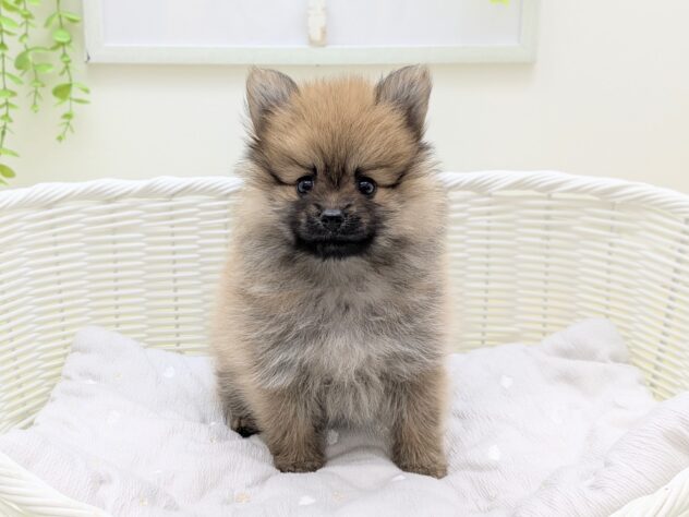 福島県のポメラニアン (アミーゴ会津若松店/2026年3月8日生まれ/女の子/オレンジ)の子犬の2枚目の画像