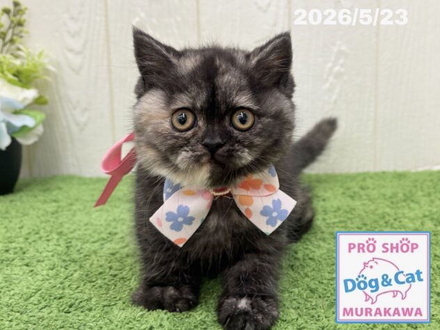 広島県のハーフ猫・ミックス猫 (アミーゴ大町店/2026年3月19日生まれ/女の子/トーティーシェル)の子猫の3枚目の画像