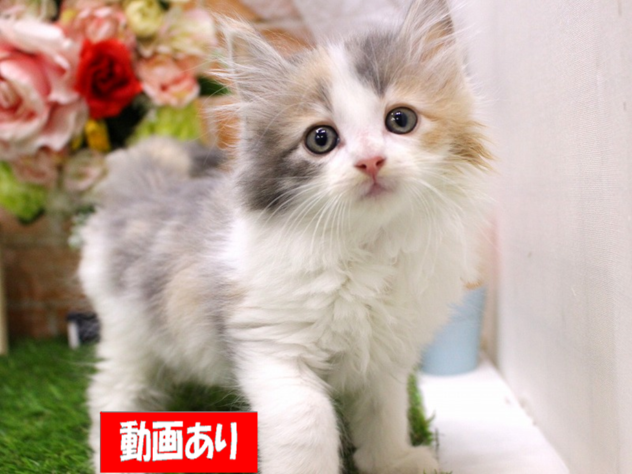 兵庫県のノルウェージャンフォレストキャット (ペット・プラザ アミーゴ三田店/2026年3月14日生まれ/女の子/ダイリュートキャリコ)の子猫の1枚目の画像