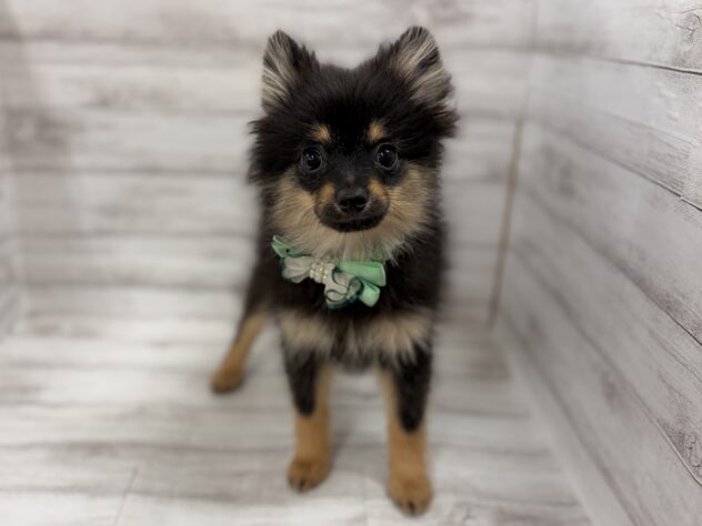 福島県のポメラニアン (アミーゴ小名浜店/2026年2月2日生まれ/男の子/ブラックタン)の子犬